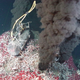 Illustration for article titled What Creates This Underwater Smoke?